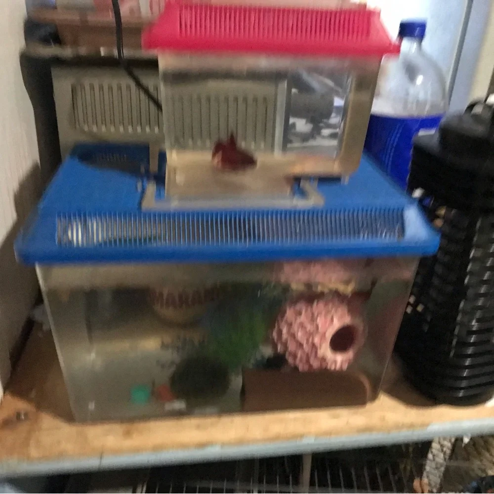 Mini fish tanks 2024